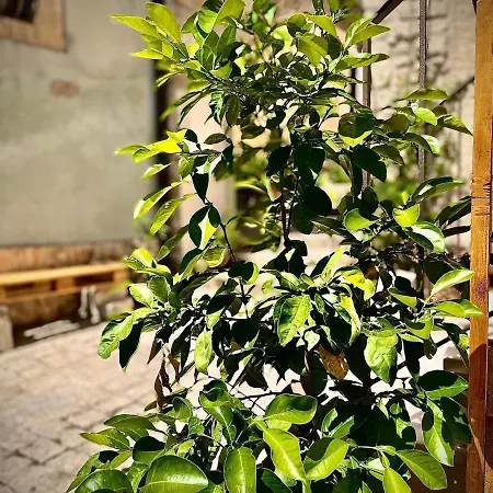Cuturissi Hospitality & Wellness Oda ve Kahvaltı *
